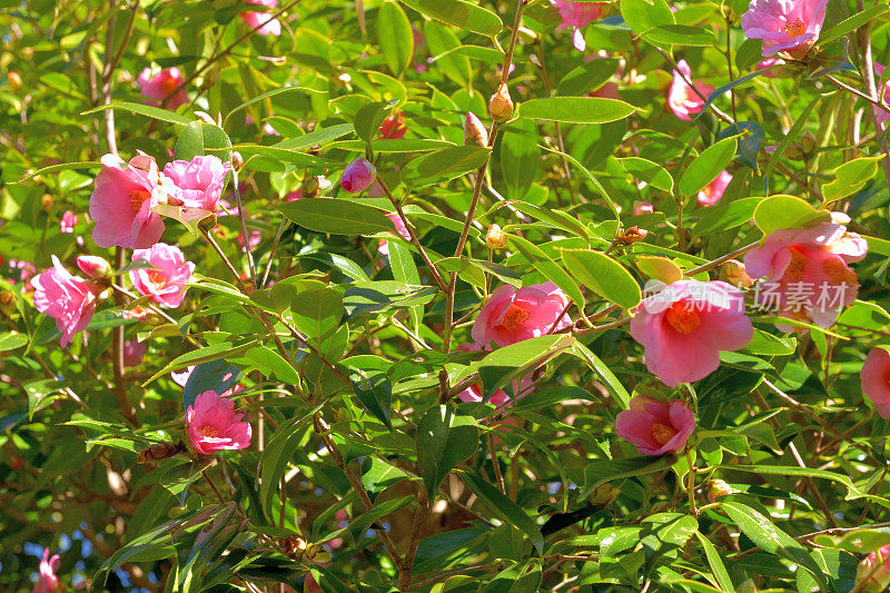 茶花/日本茶花